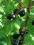 Ribes nigrum, Schwarze Johannisbeere, Färbepflanze, Färberpflanze, Pflanzenfarben,  färben, Klostergarten Seligenstadt